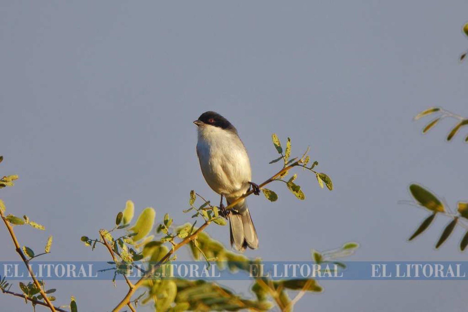 Monterita cabeza negra, otra habitante de nuestra región.