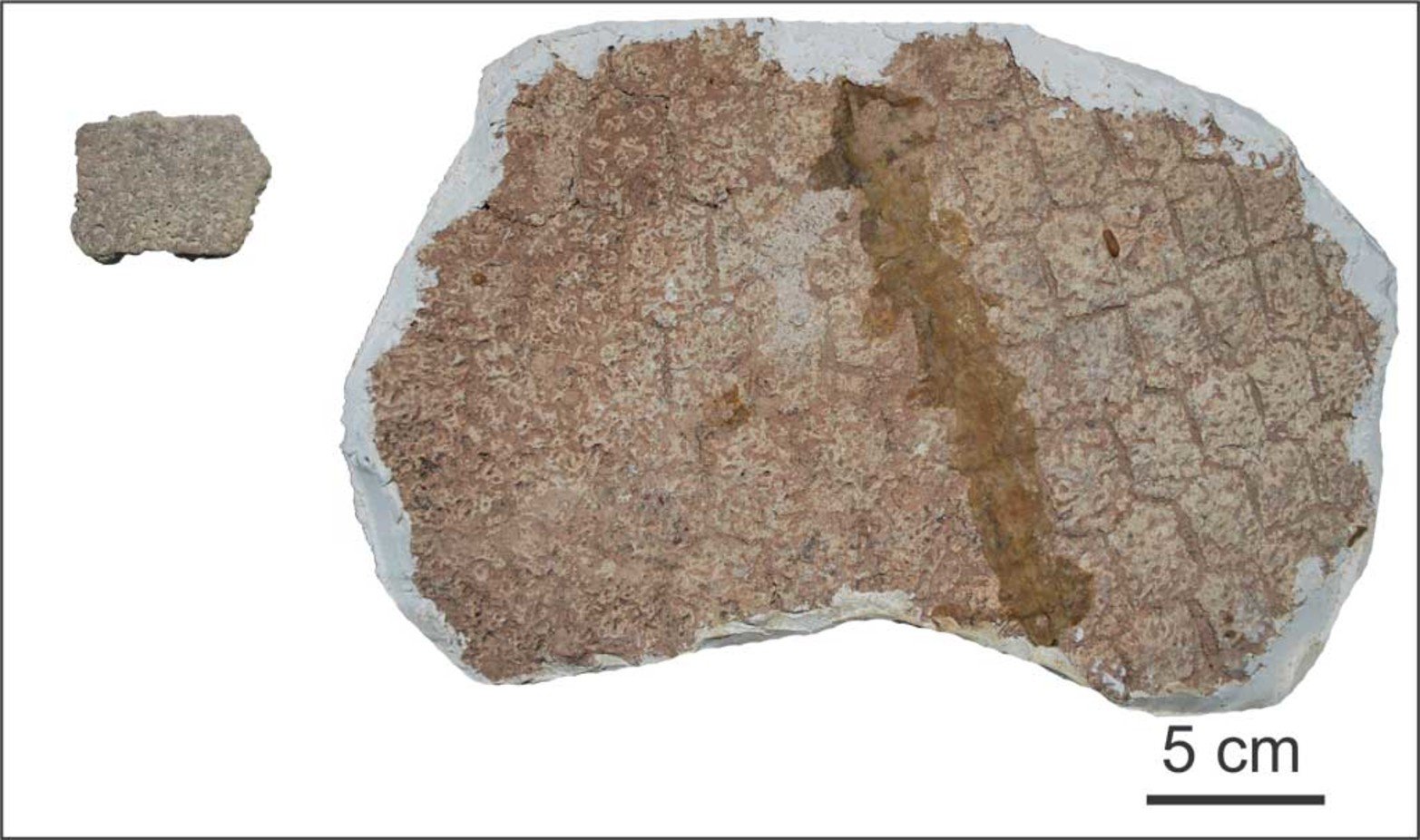 Fragmento de la caparazón del gliptodonte Neuryurus rudis procedente de la laguna Setúbal junto a uno osteodermo aislado de la misma especie que proviene del río Salado.