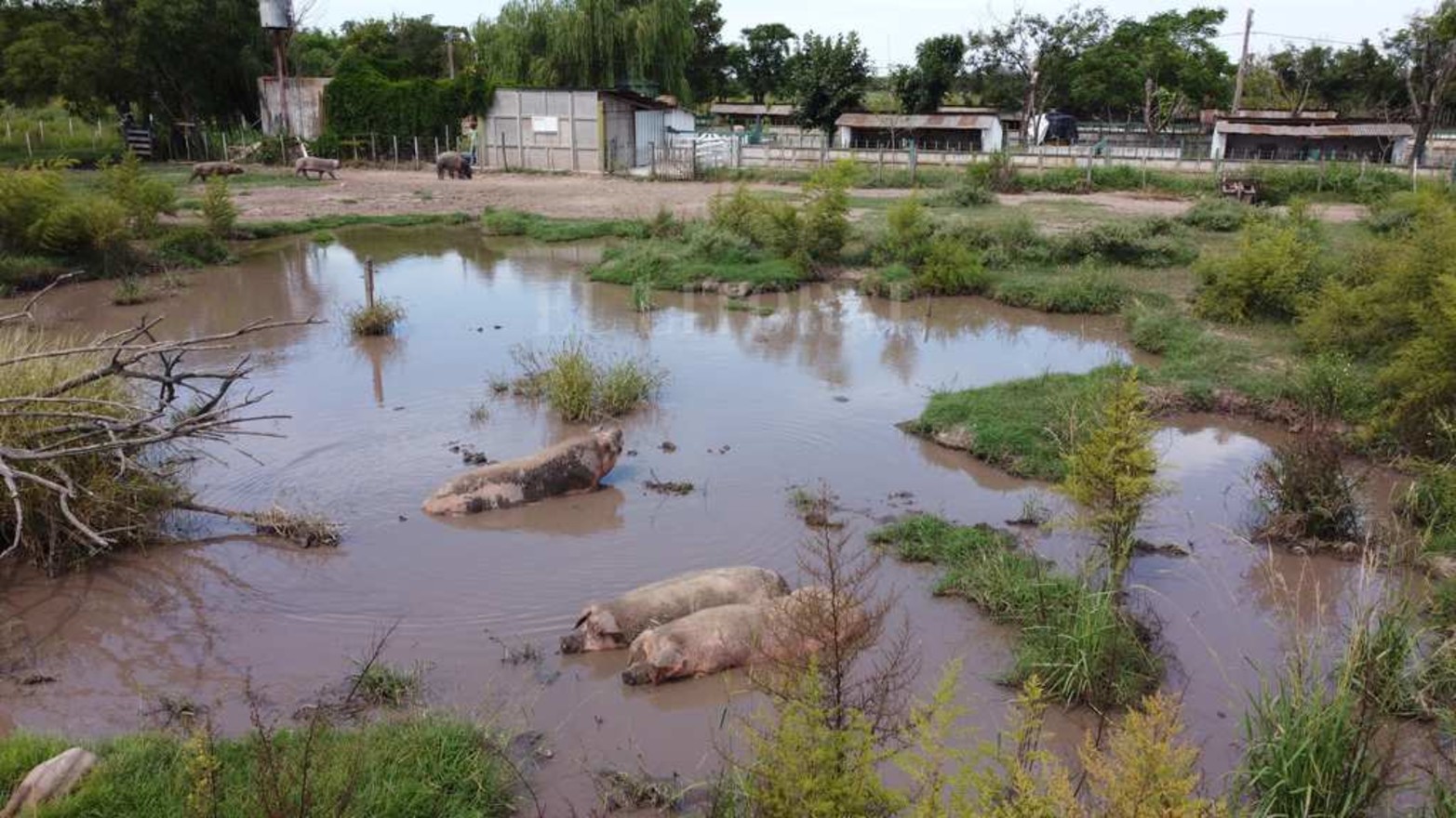 La Escuela Agrotécnica Nº 299 Carlos Sylvestre Begnis, lleva 55 años formando alumnos con especialidades en la producción rural. Hay 14 unidades didáctico-productivas. El predio es de 500 hectáreas.