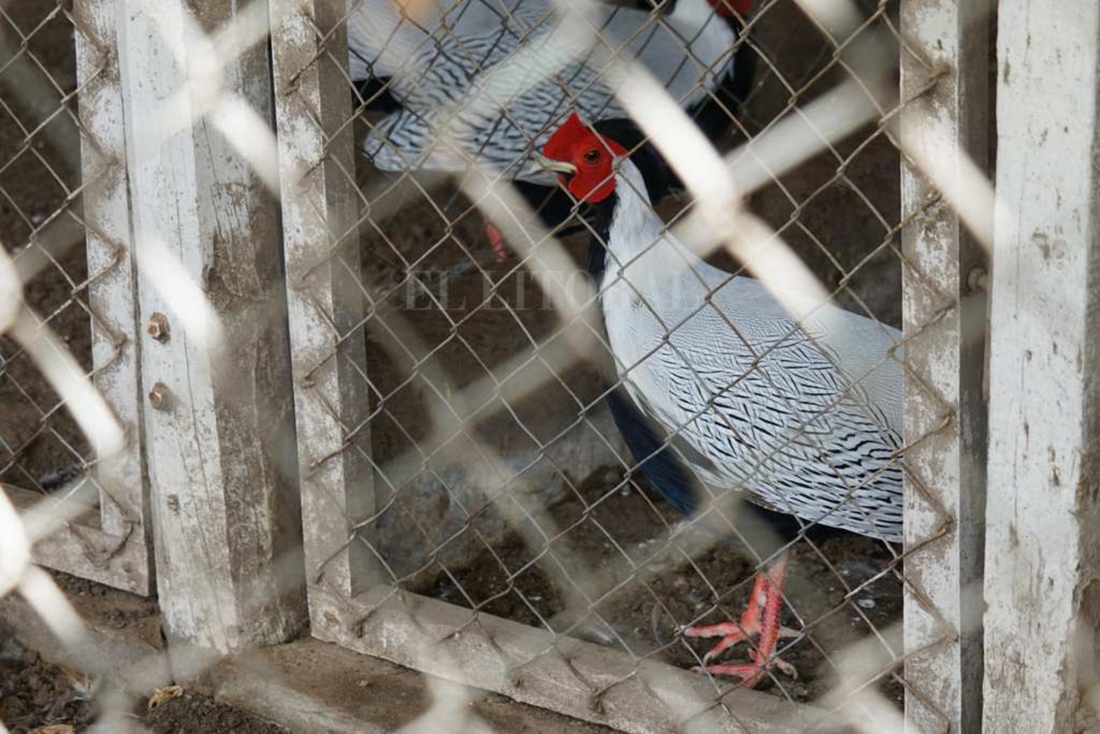 La Escuela Agrotécnica Nº 299 Carlos Sylvestre Begnis, lleva 55 años formando alumnos con especialidades en la producción rural. Hay 14 unidades didáctico-productivas. El predio es de 500 hectáreas.