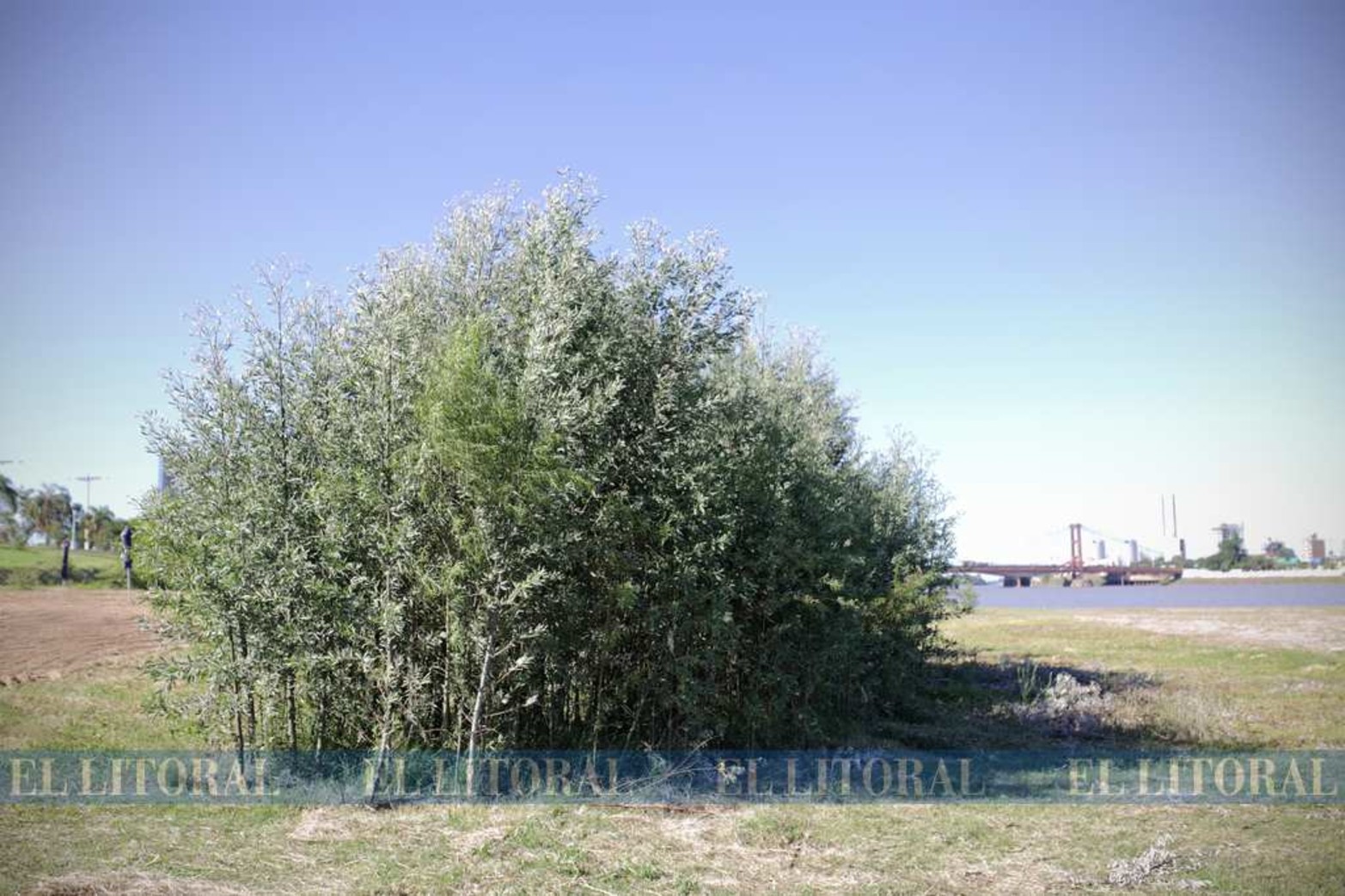 A partir de la bajante del río, en la costa de la Laguna Setúbal, aparecieron zonas con una gran cantidad de plantas leñosas como alisos, ceibos, sauces, entre otras especies de árboles.