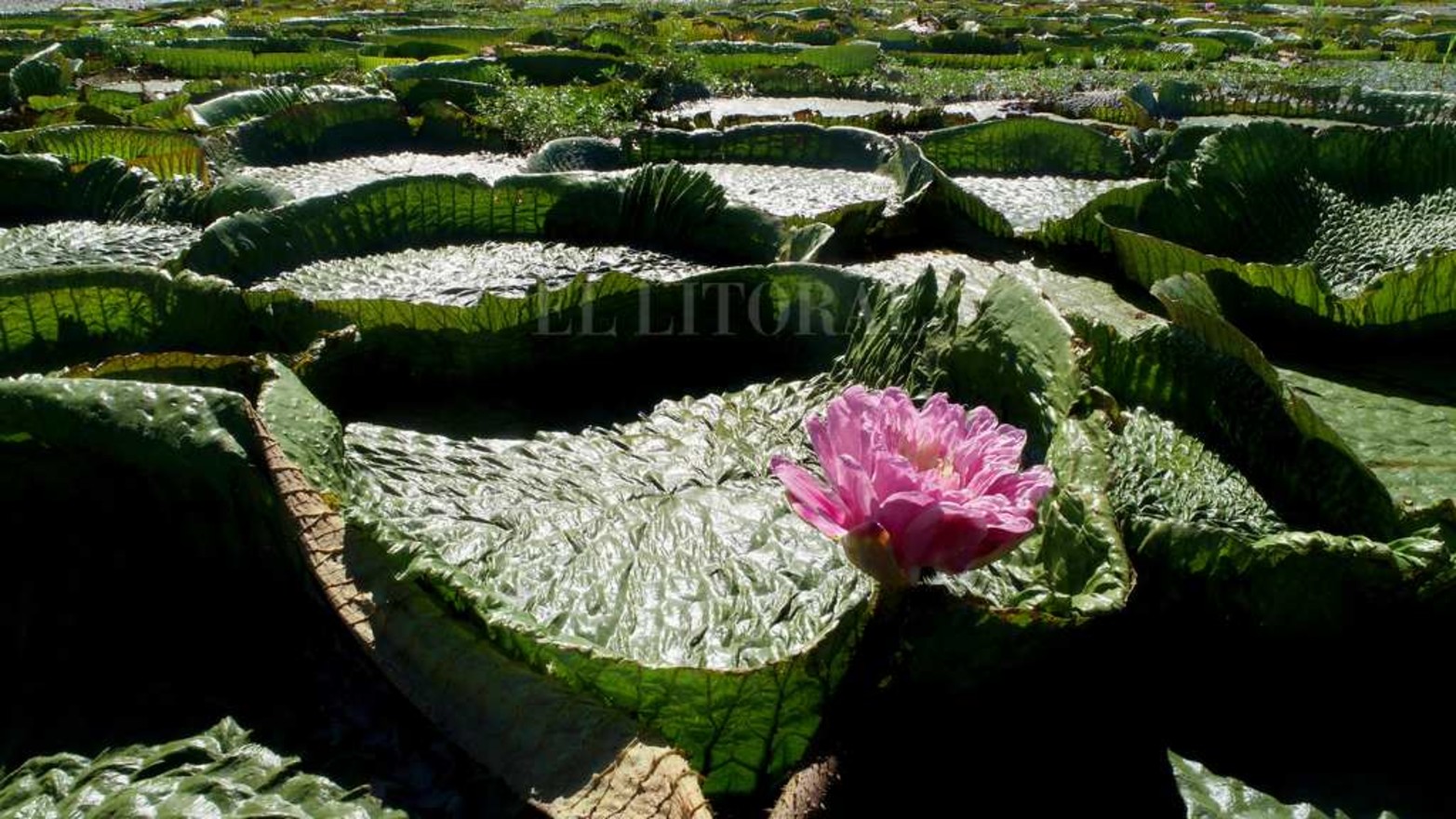 En el camino hacia la cascada, los platos y las flores del irupé, son parte de las maravillas que nos regala nuestra rica geografía.