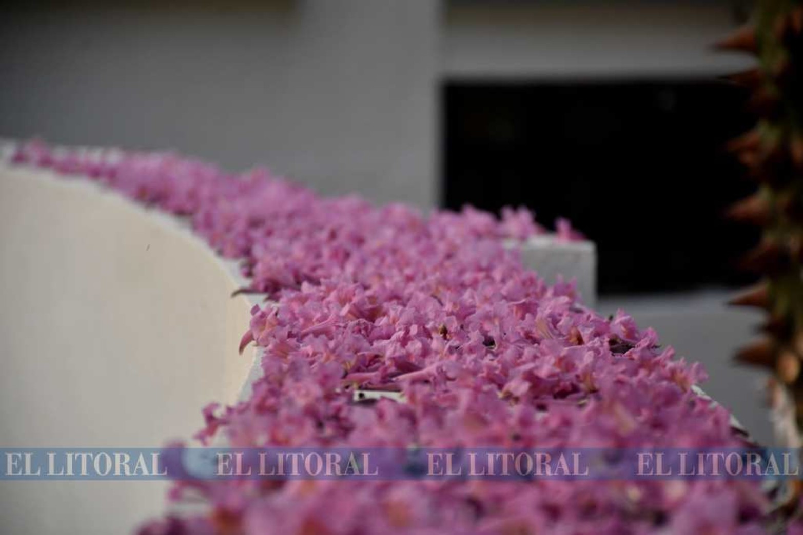 Rosados en líneas curvas sobre el edificio del Museo Provincial.