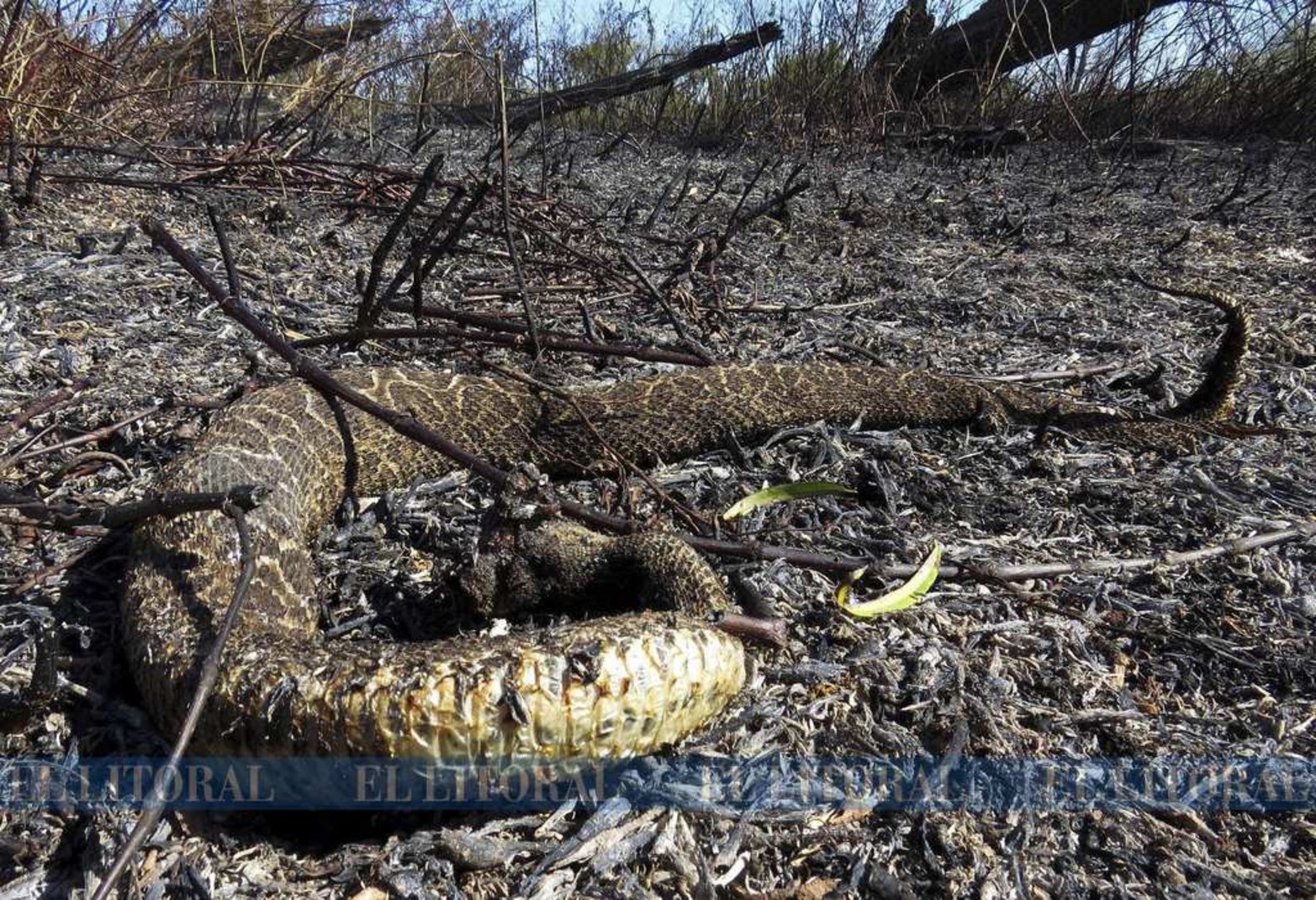 11 de agosto. El ecocidio. La flora y la fauna sufren un daño irreparable.