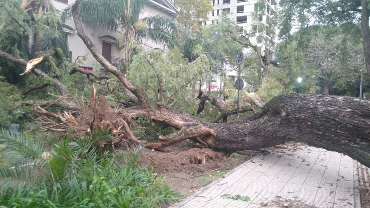El fuerte viento de anoche tumbó añejos árboles en boulevar Gálvez y Güemes. Cayó un palo borracho, una tipa y una palmera.