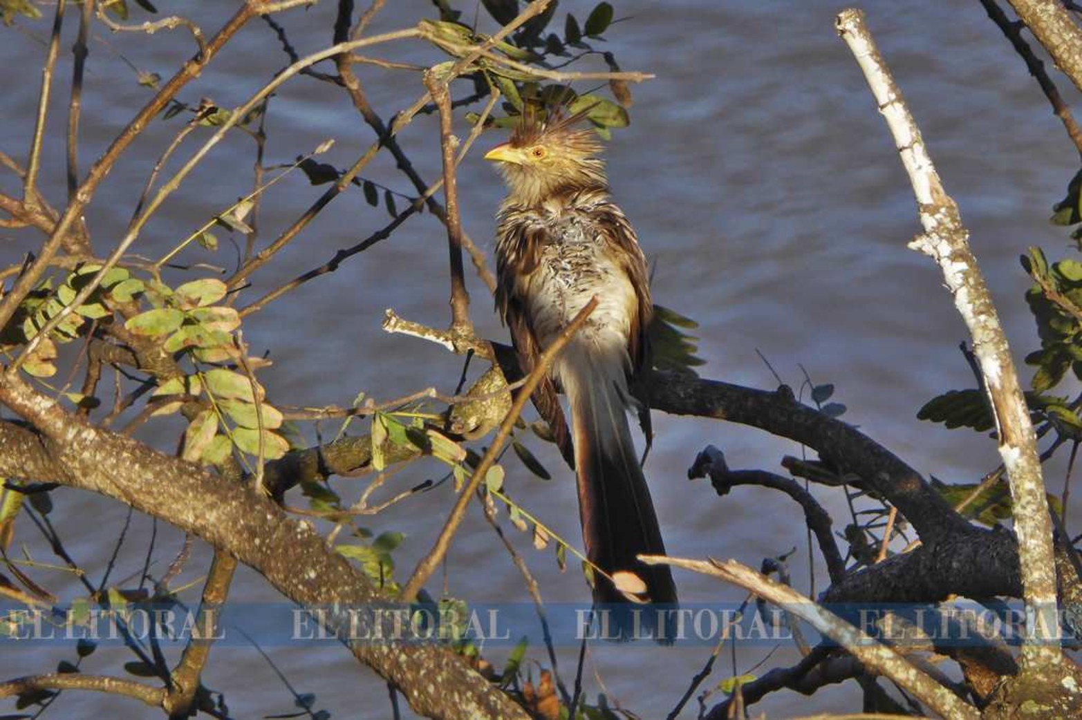 Pirincho. Suele andar por la costa y cerca de casas.