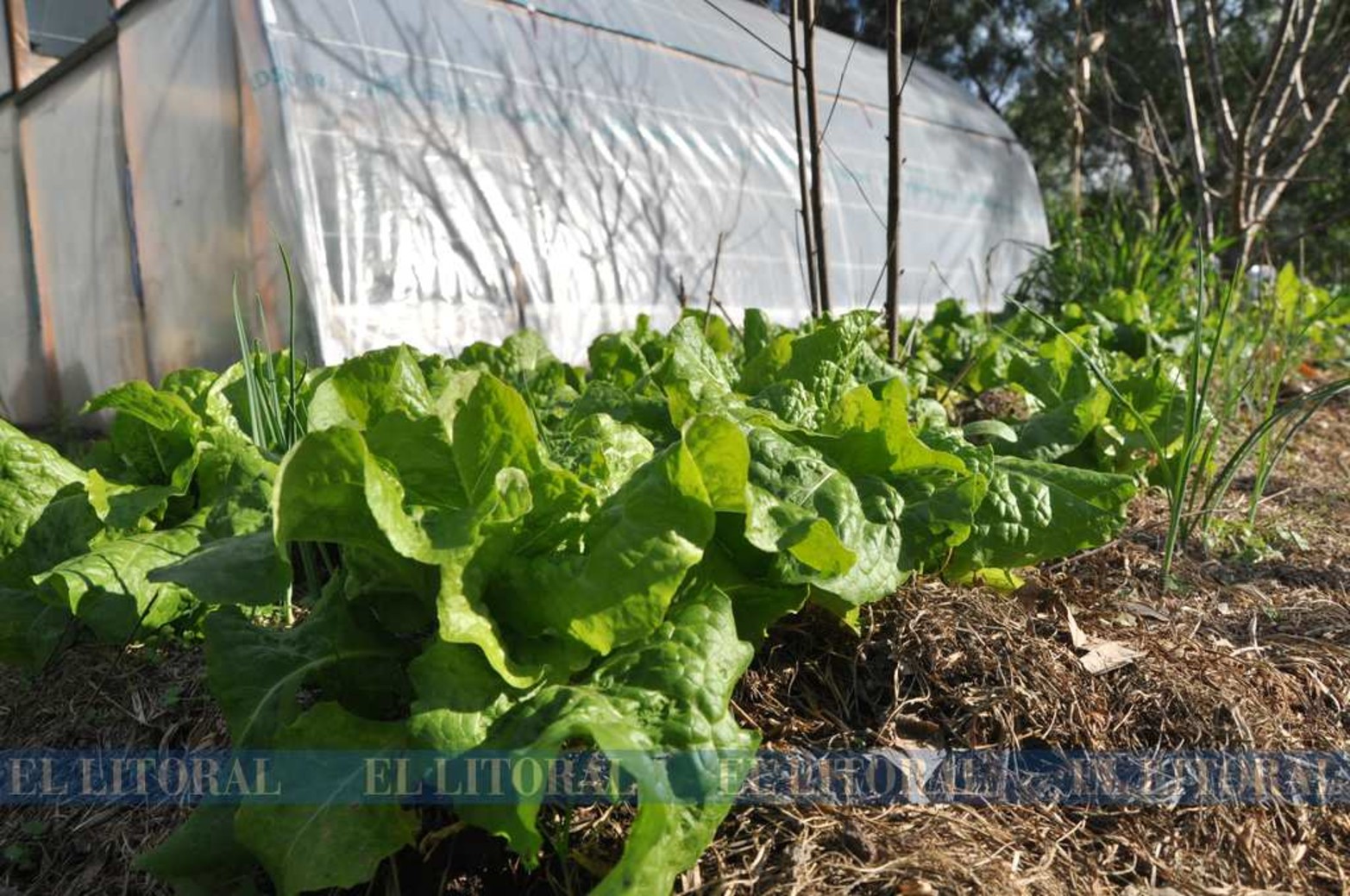 La lechuga es una de las especie que se siembra en invierno y soporta las bajas temperaturas.