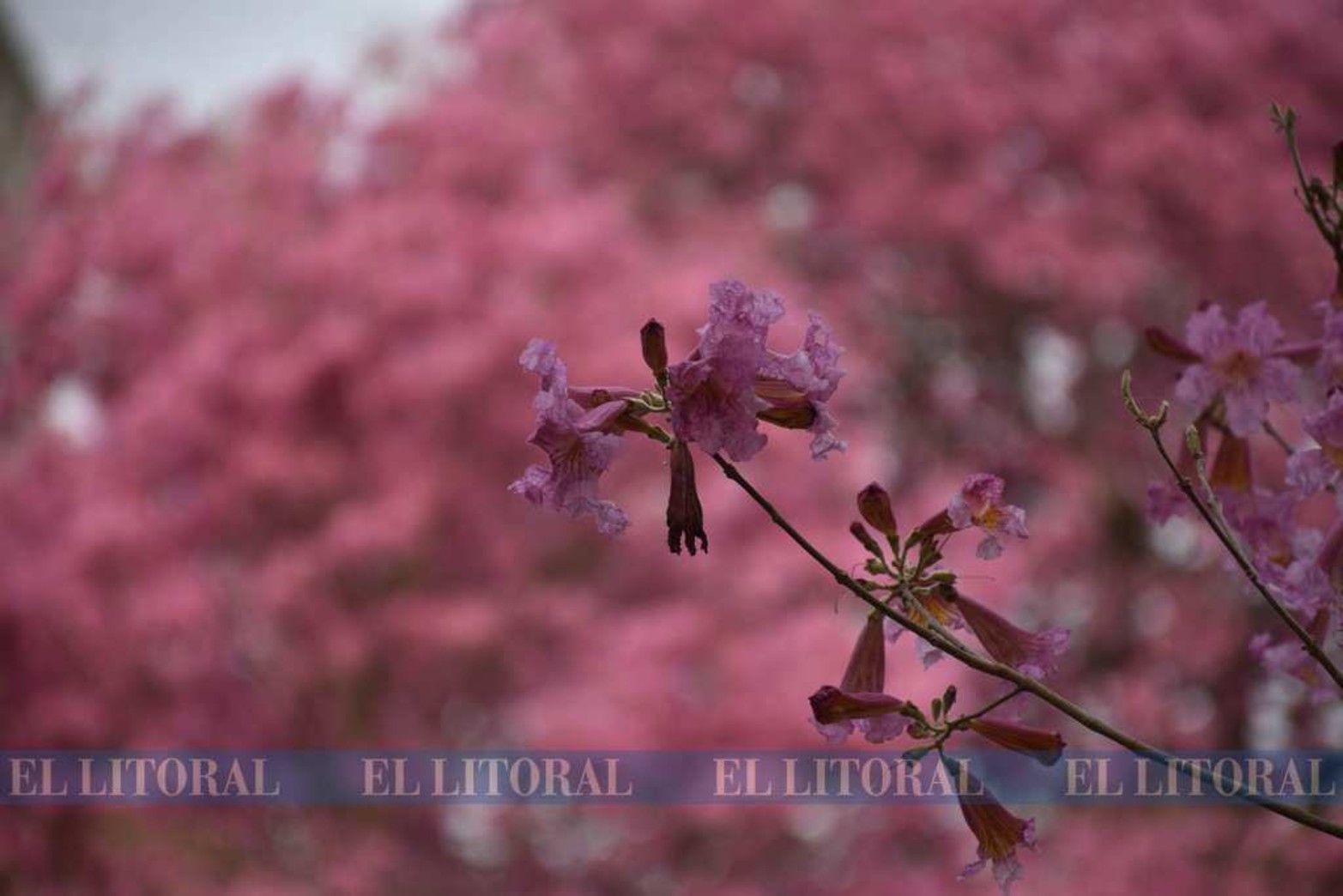 Detalles de una flor.