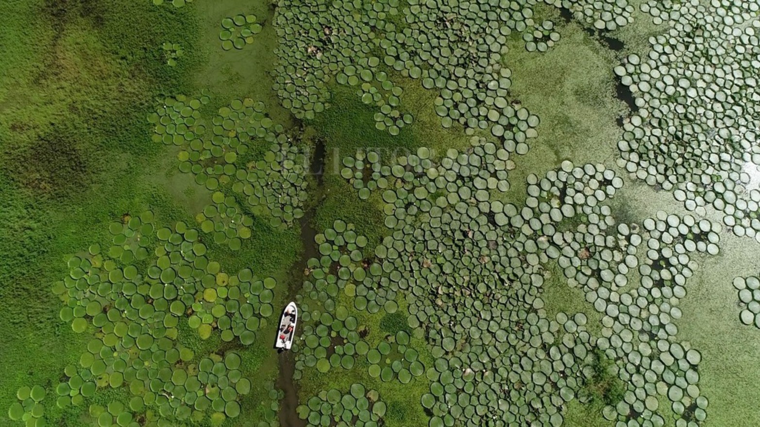La planta acuática Irupé abunda en la zona del río Coronda.