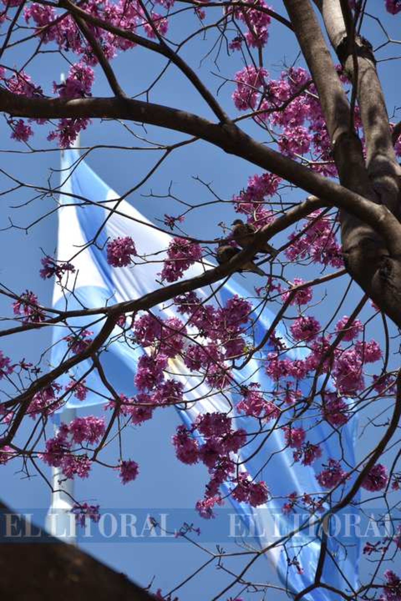 Dos palomas entre las flores. Plaza 25 de mayo.
