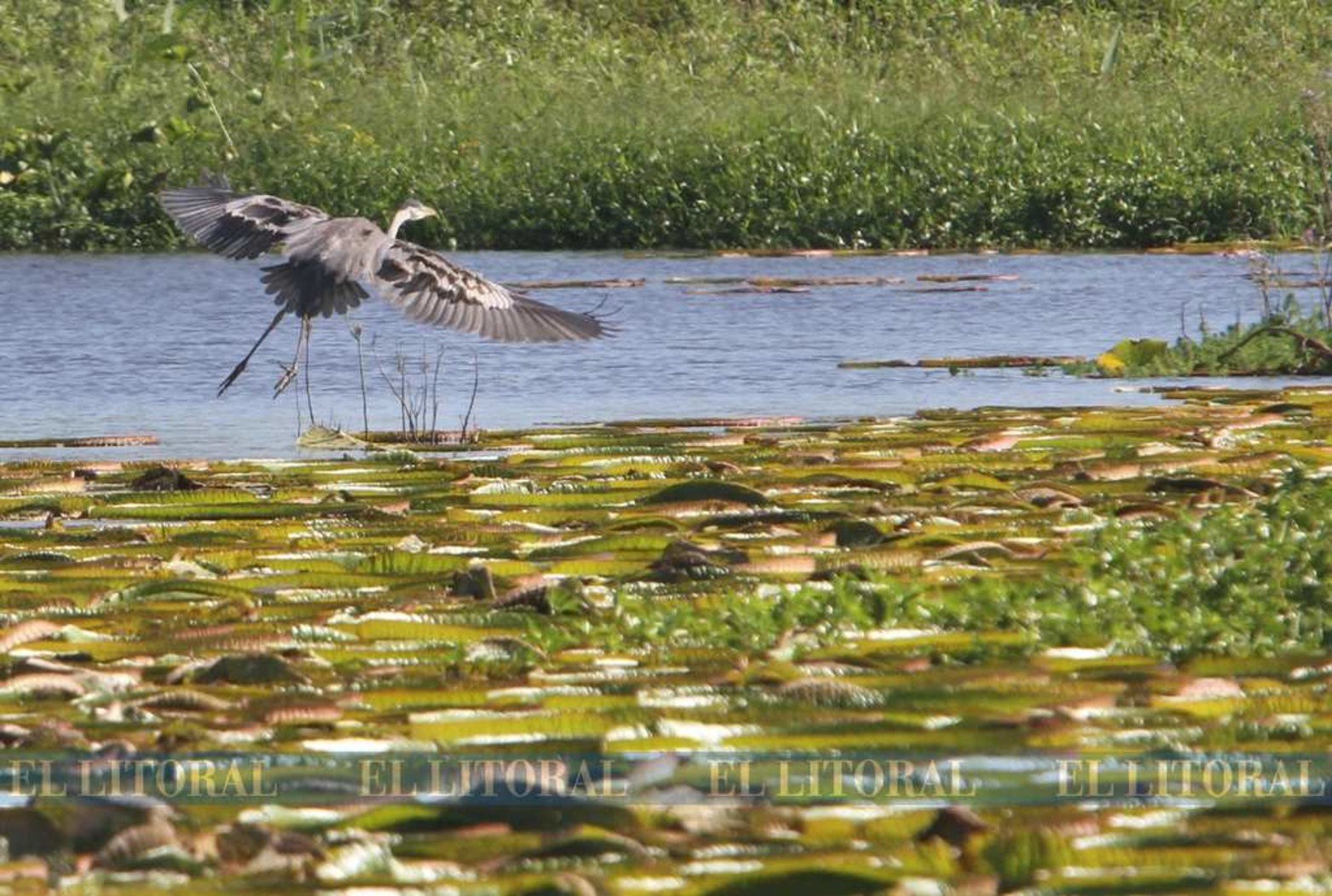 La garza mora, una habitante de nuestro litoral