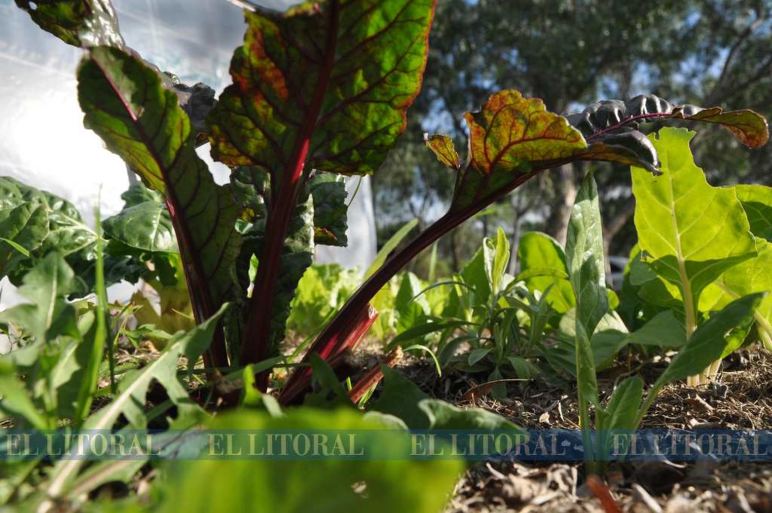 Remolacha, otra de las especie para el invierno.