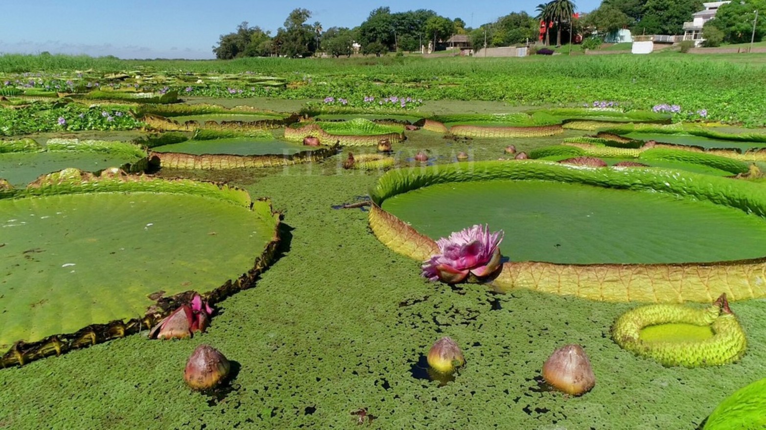 La planta acuática Irupé abunda en la zona del río Coronda.