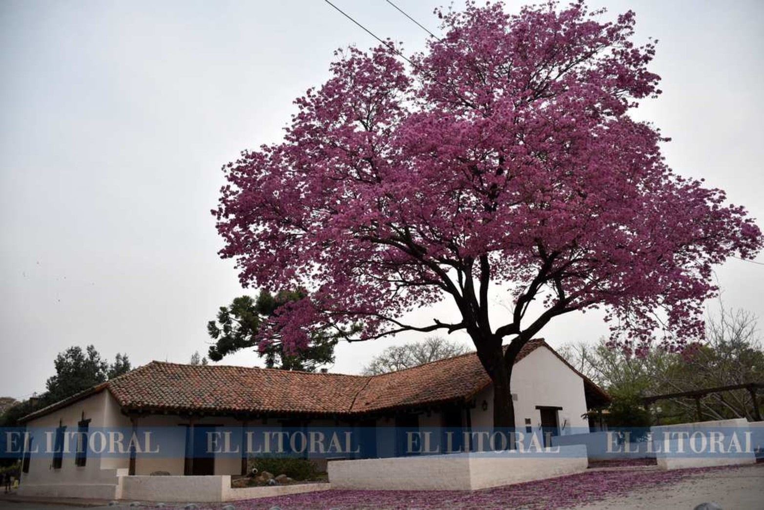 El legendaria lapacho que s destaca en el Museo Provincial de San Martín y 3 de Febrero.