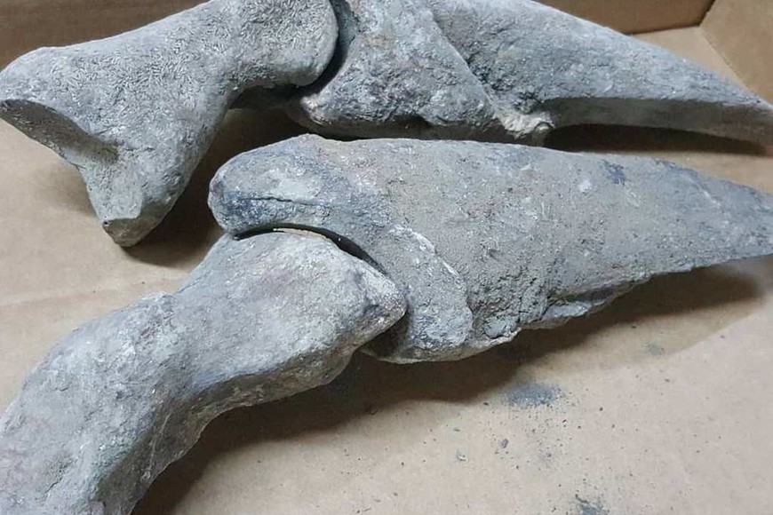 Identifican a un perezoso que habitó la provincia hace 8.500 años