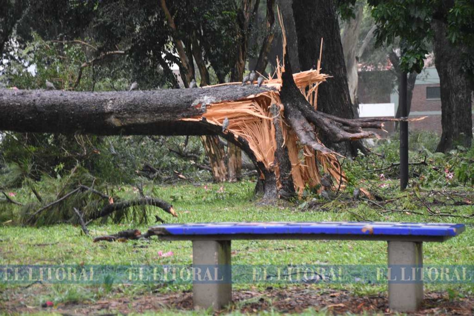Las tormentas se llevan años de crecimiento. Como un ciclo natural los fuertes ráfagas de viento suelen tumbar árboles.