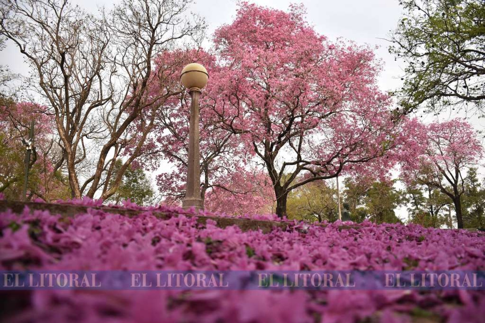 Los tonos rosados. Otra postal que deja el Parque del Sur.