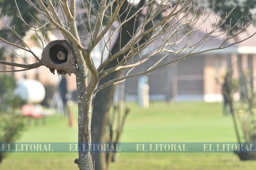 Colón volvió a los entrenamientos