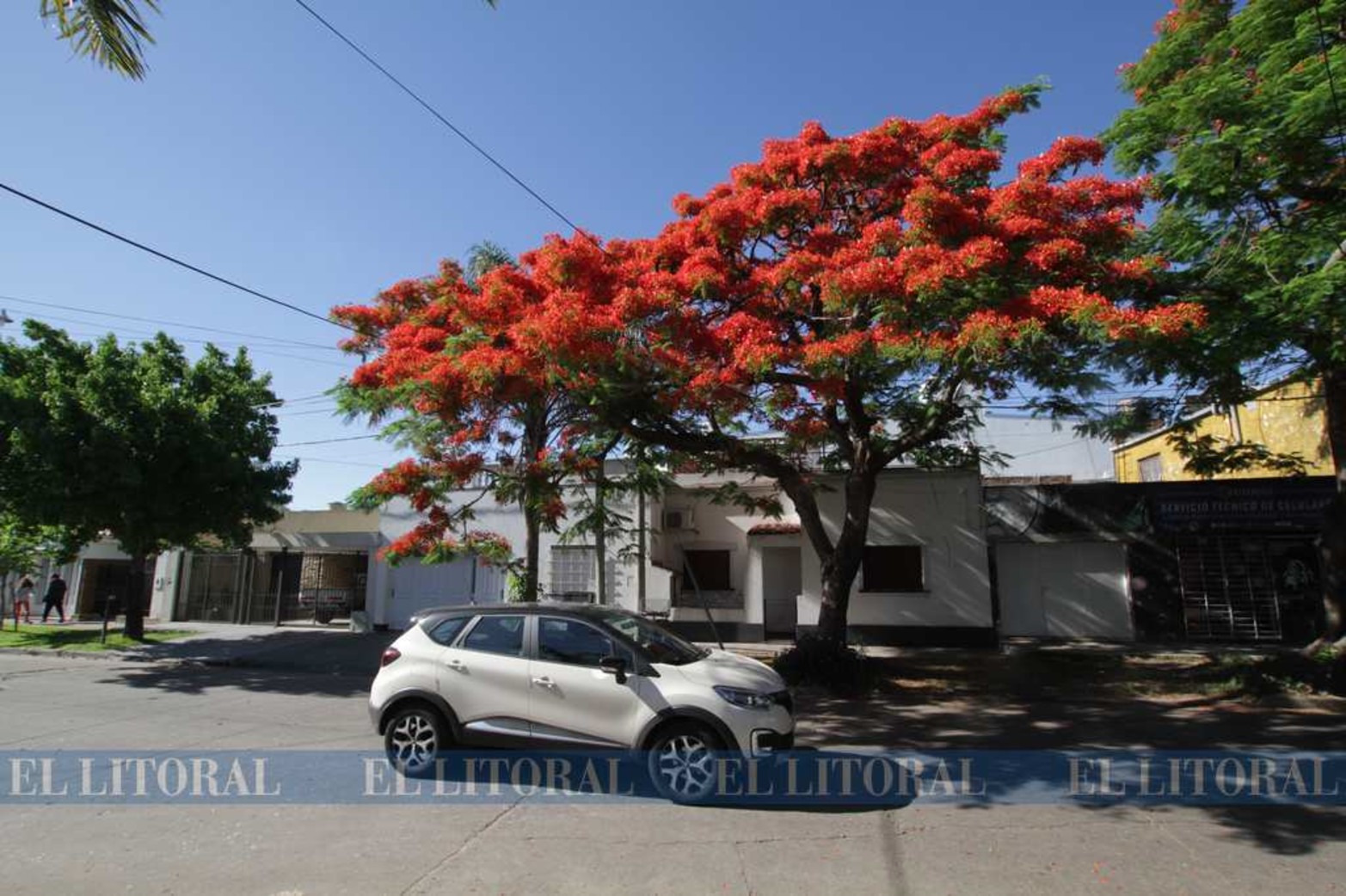 Chivato en flor en Quintana y 9 de Julio.