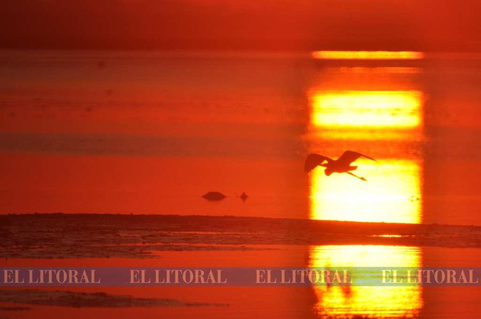 Garza mora. Desde temprano arranca su pesca en las lagunas.