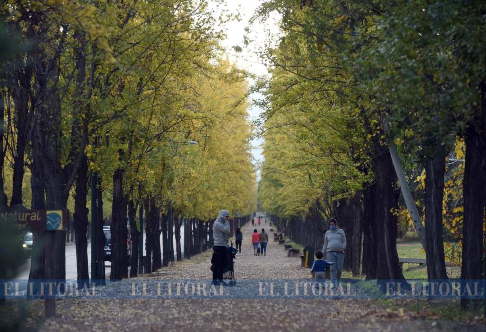 Guía de árboles...El Instituto de Ciencias Ambientales (ICA) de la Secretaría de Extensión y Vinculación de la Universidad de Cuyo propone una guía para observar elementos y situaciones, registrarlos en forma creativa y luego subirlos a una plataforma.
