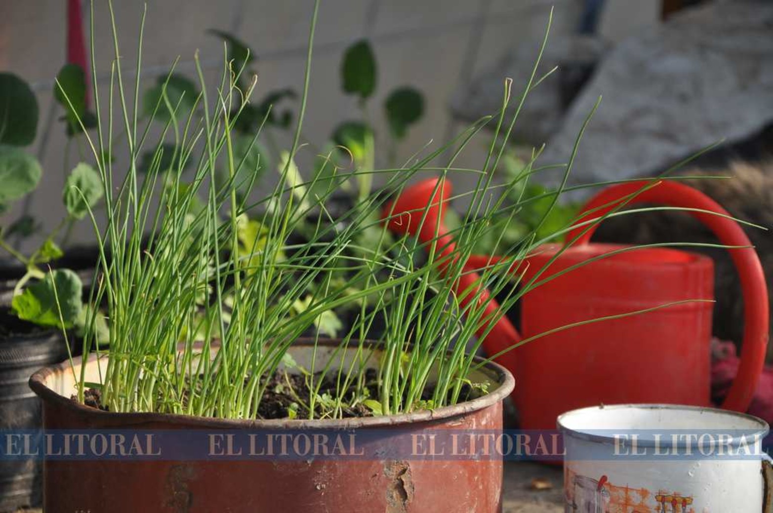 Reciclado. Para hacer plantines se buscan recipiente que puedan moverse fácilmente.