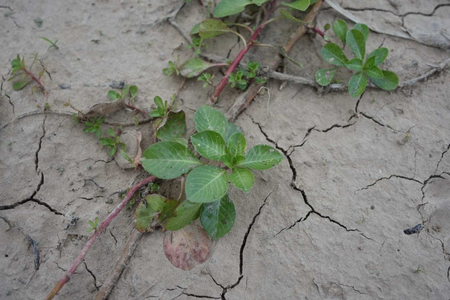 La verdolaga es una planta anual suculenta de la familia Portulacaceae. Puede alcanzar hasta 40 cm de altura, con flores amarillas.