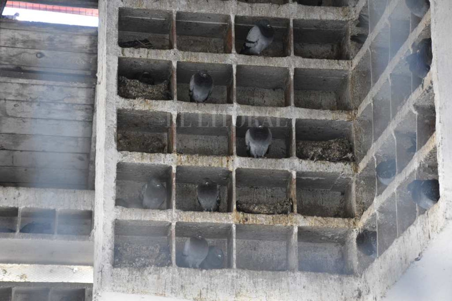 El secretario de Ambiente de la Municipalidad, Edgardo Seguro, contó que van a tapar nidos para que dejen de producir palomas o busquen otros lugares para hacerlo.