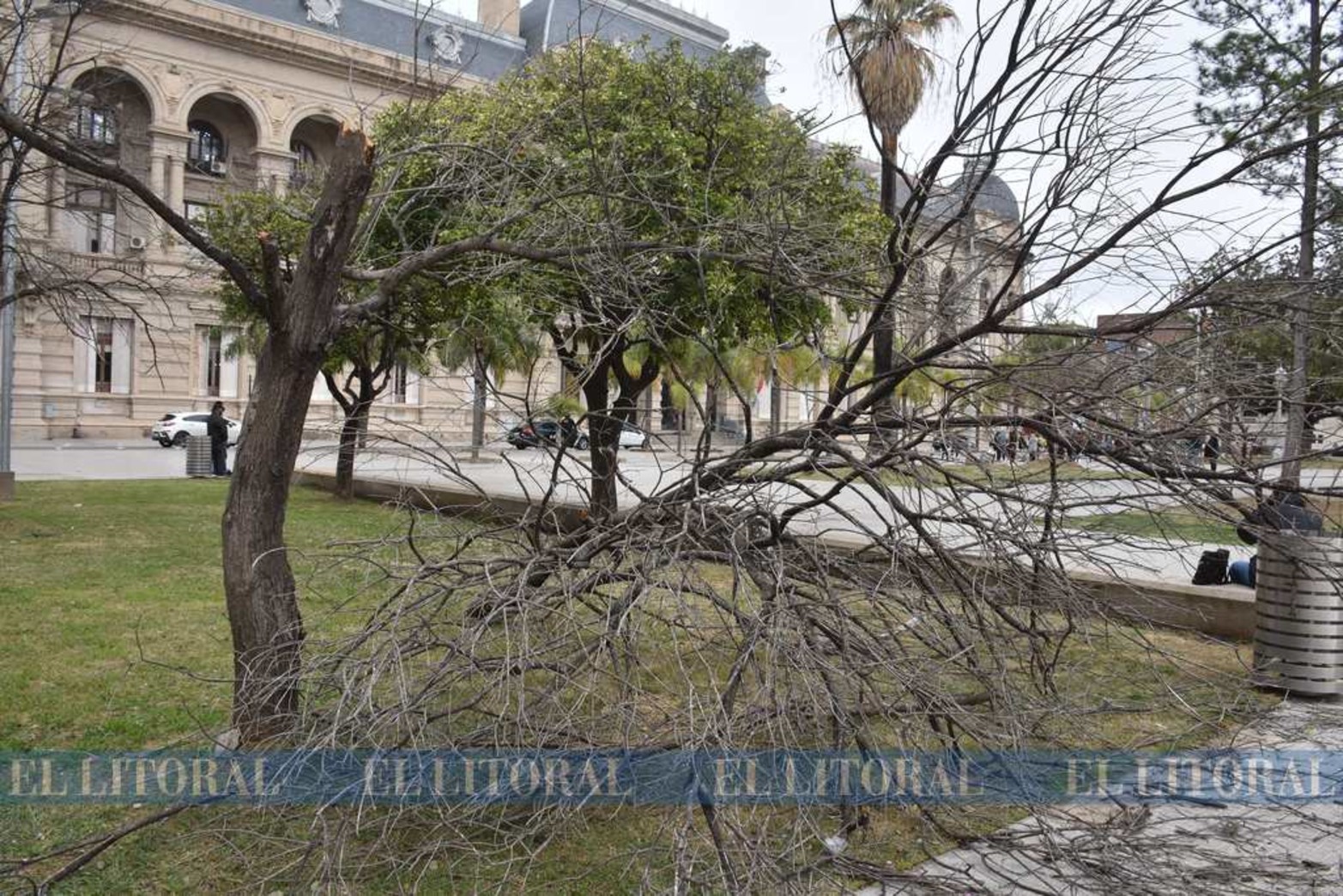 La copa del árbol es lo que se desprendió del tronco.