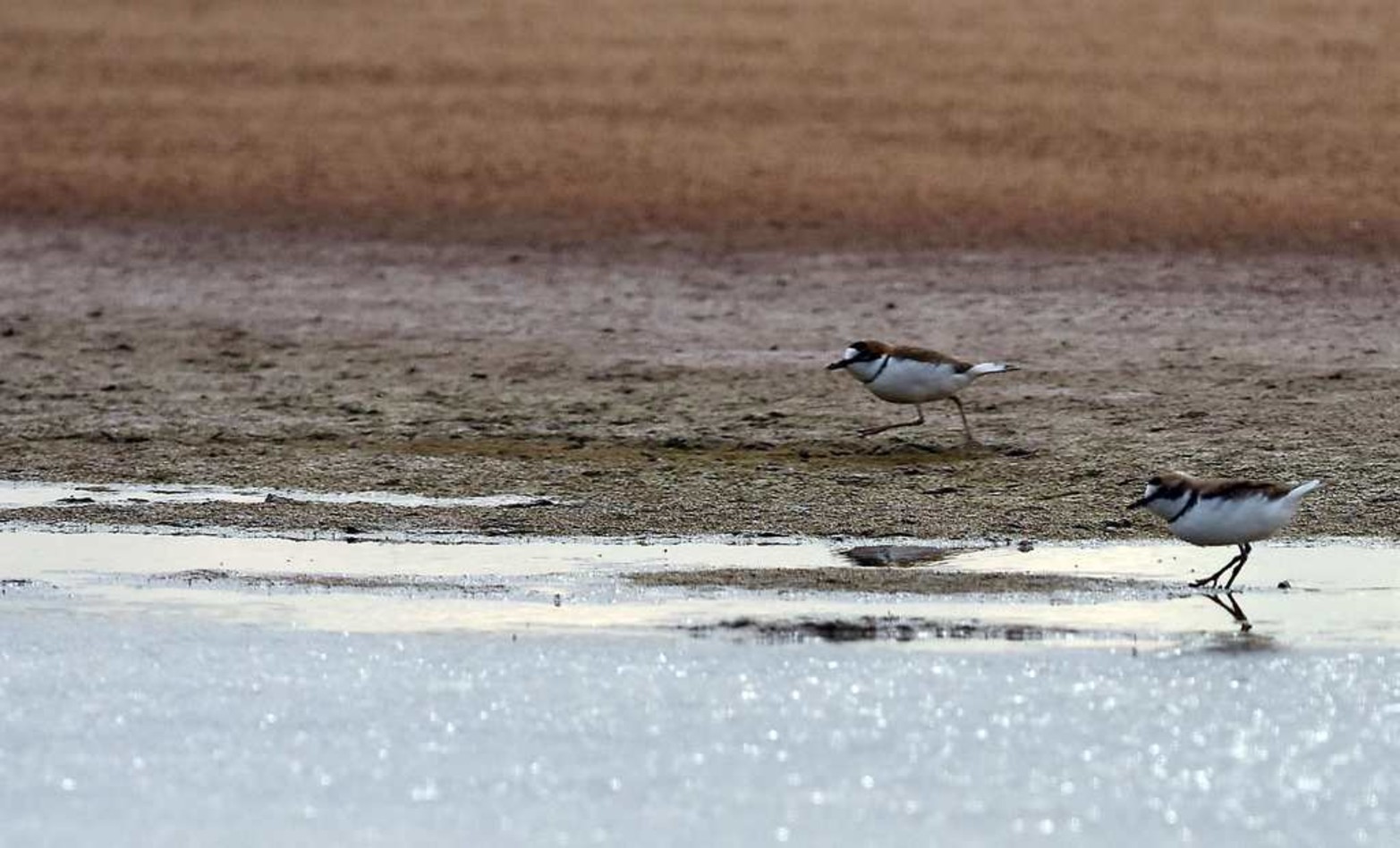 Chorlitos de collar. De unos 8 centímetros de altura estas pequeñas aves corren muy rápidos en busca de sus presas.