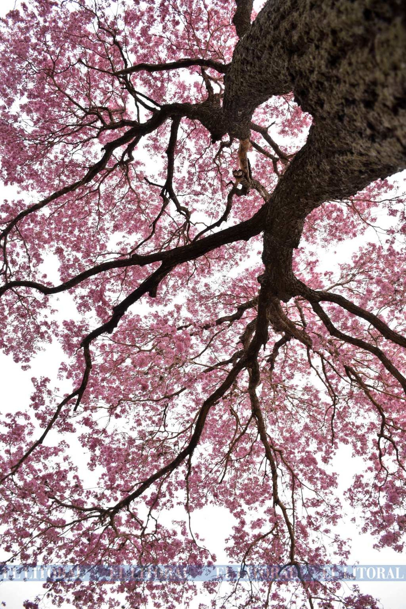 Un contrapicado. Desde el tronco, las ramas y las flores.