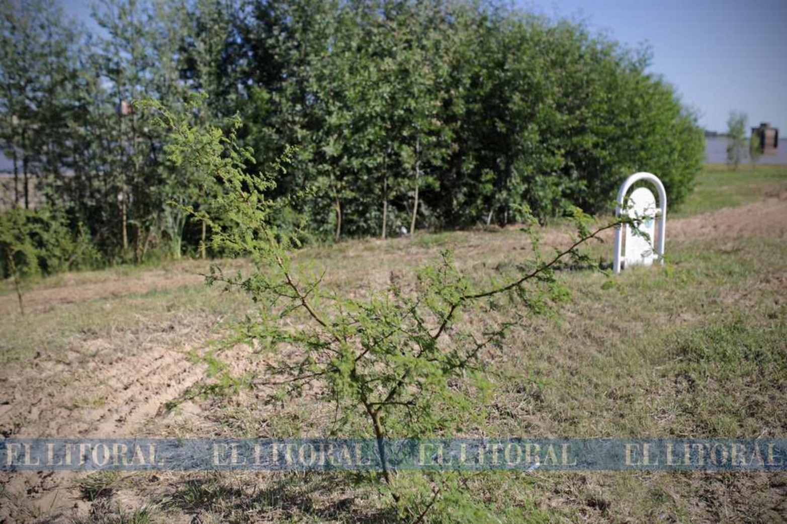 Estos bosques en crecimiento poseen especies leñosas y están siendo identificados con cartelería específica.