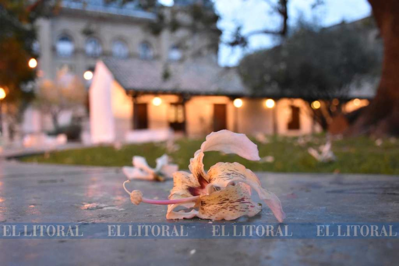 La flor del palo borracho, en el paseo de las plaza de las Tres Culturas.