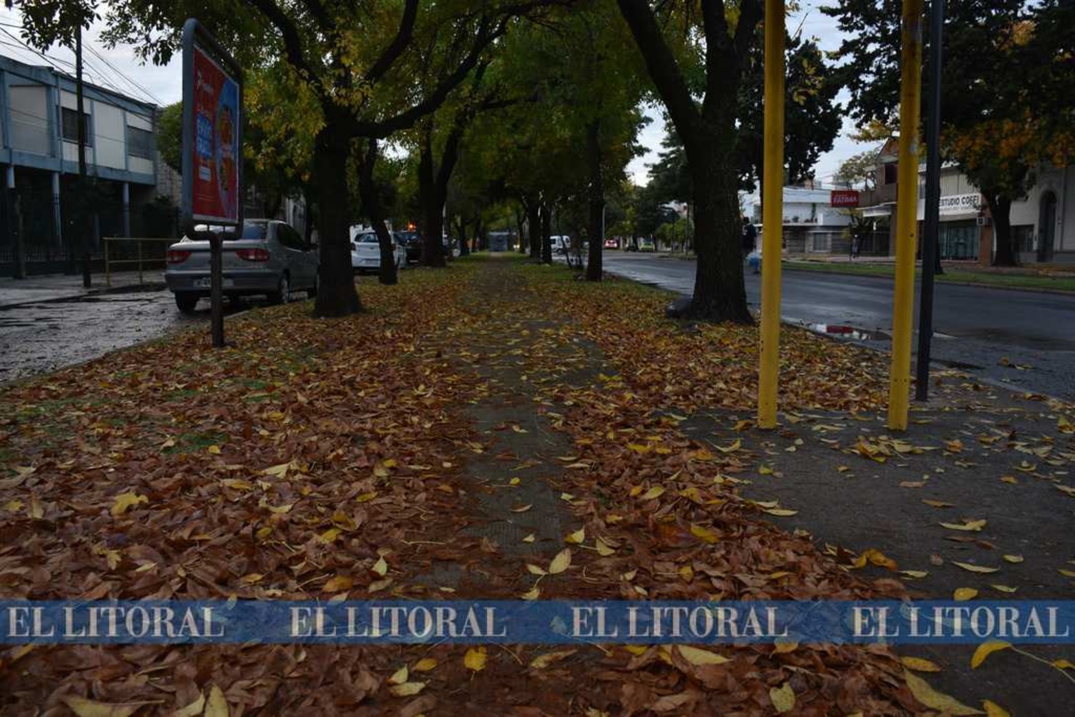 Los fresnos nos dan señales. En esta última semana las hojas de los árboles comenzaron a volar hacia las veredas.