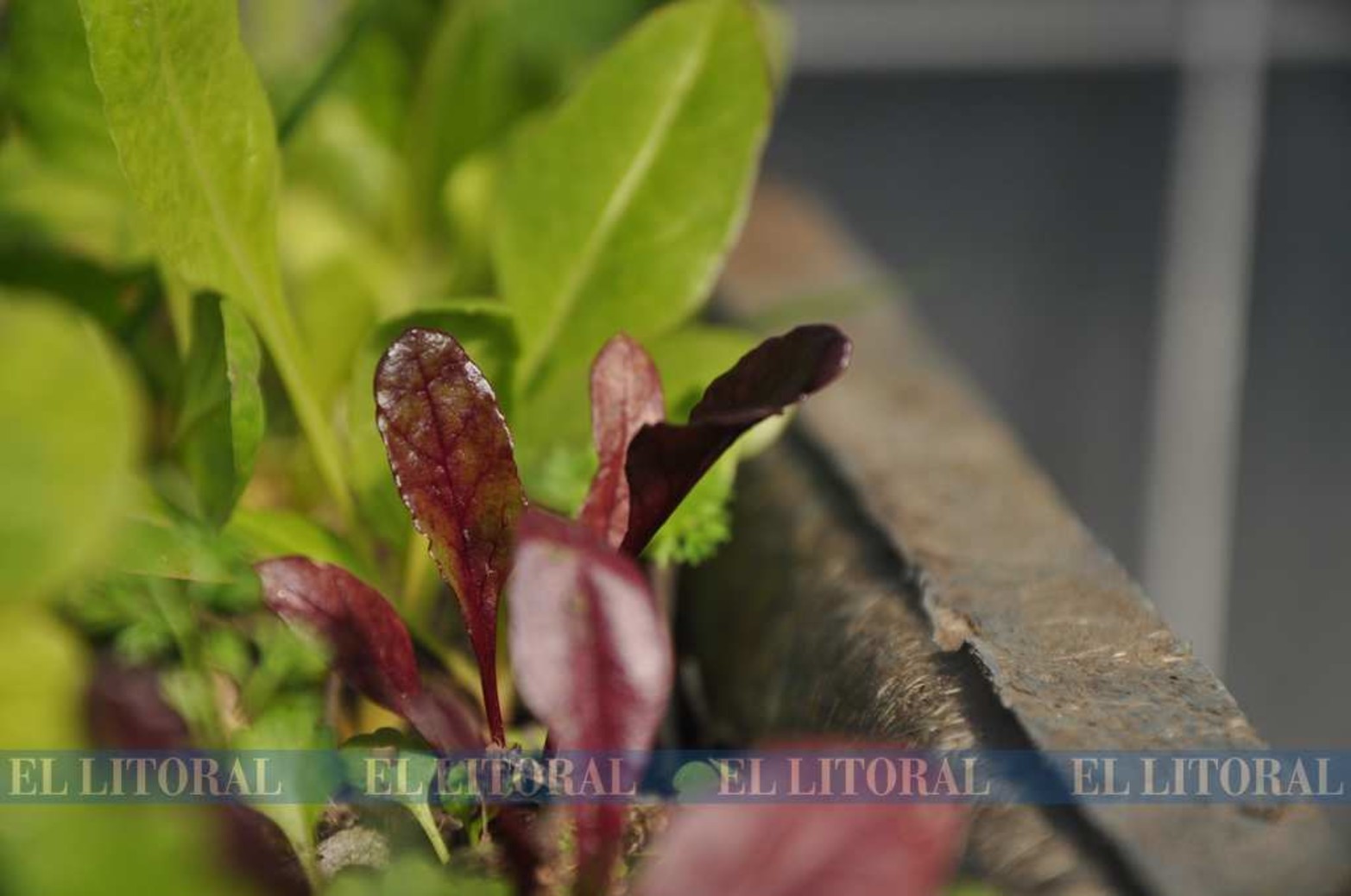 Plantines ya trasplantados van tomando su propia fuerza en el cantero.