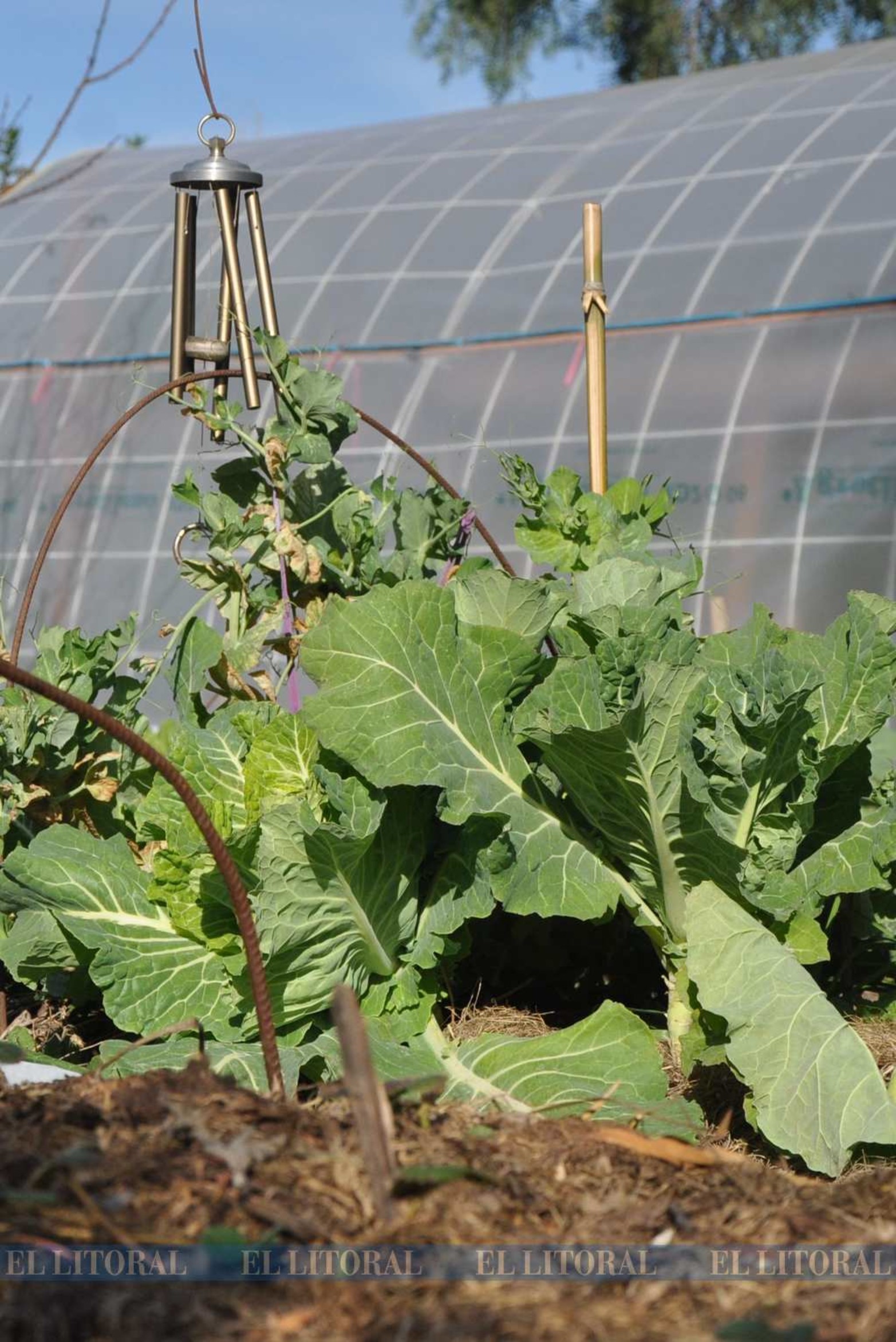 El repollo con música viene mejor.