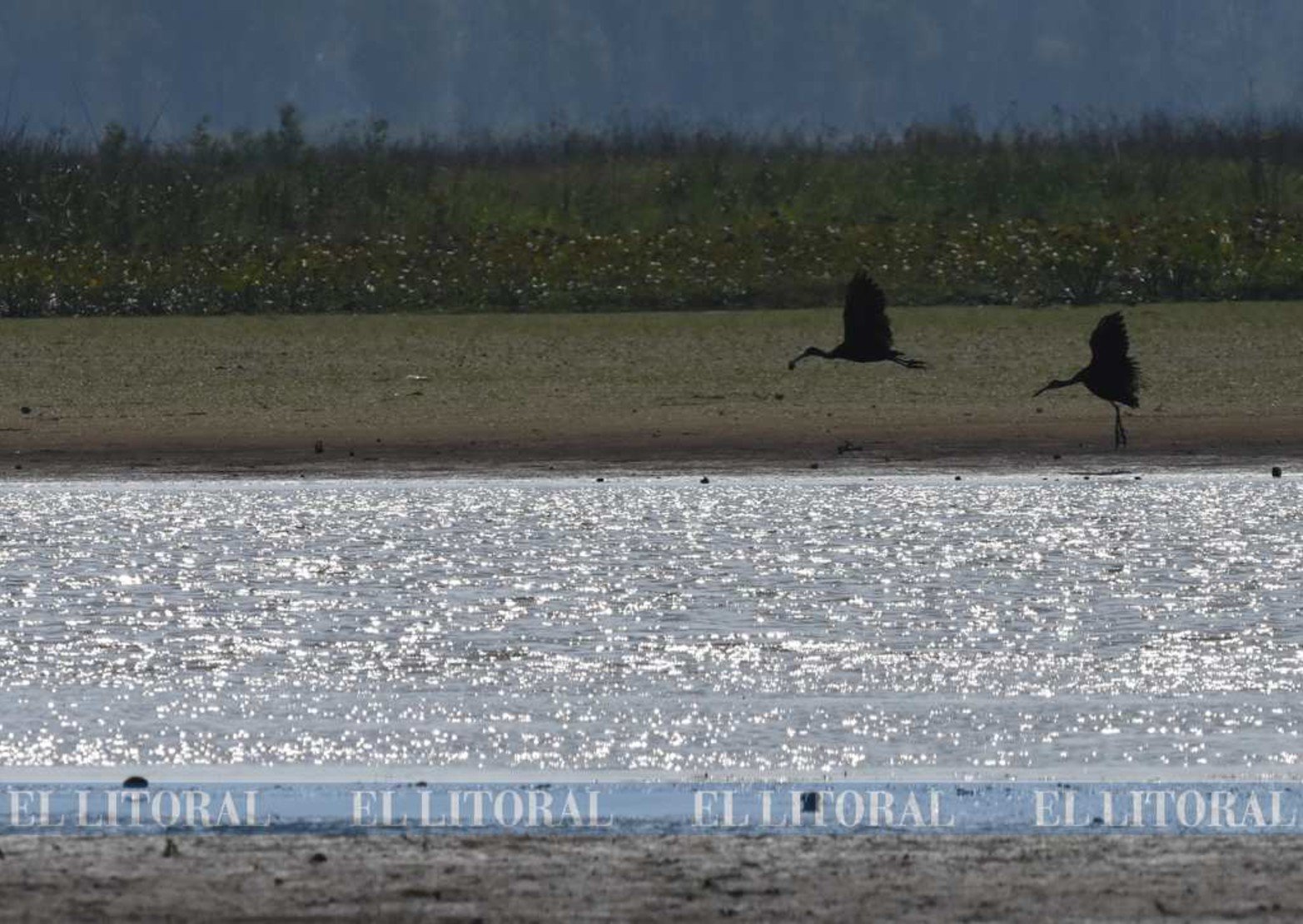 Una pareja de biguá otra especie que circula por las islas.