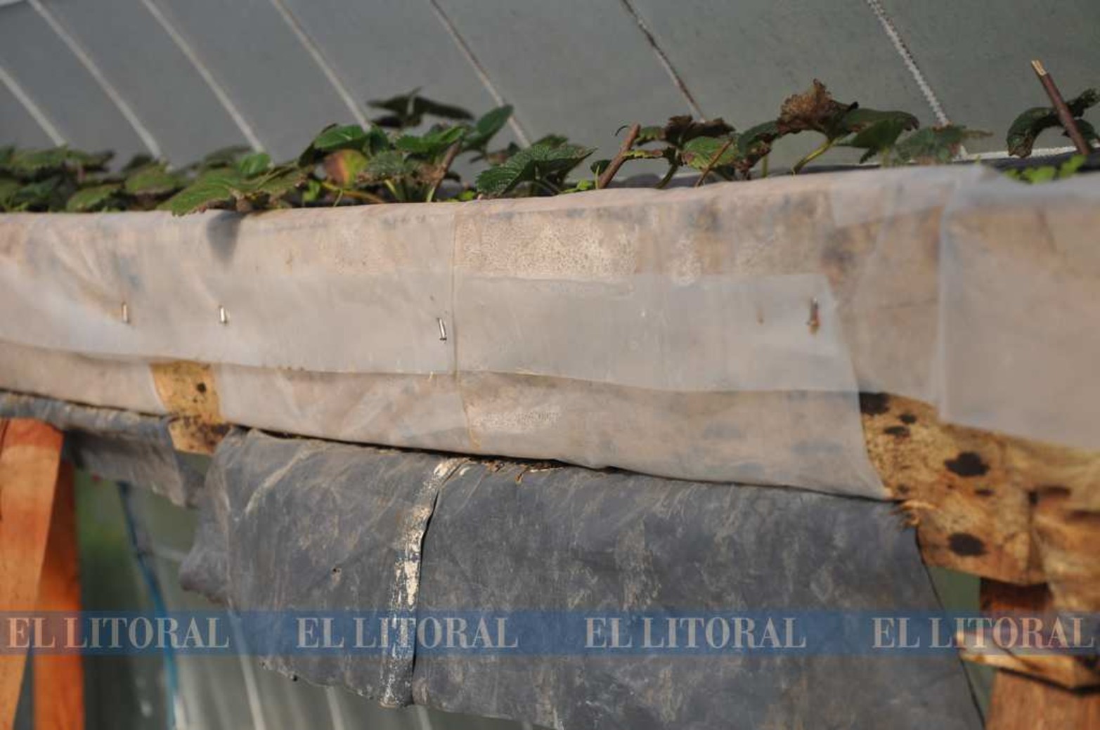 Canteros de madera y forrado de plástico para mayor vida útil. Además abajo se le realiza un corte para que pueda drenar el agua que sobre.