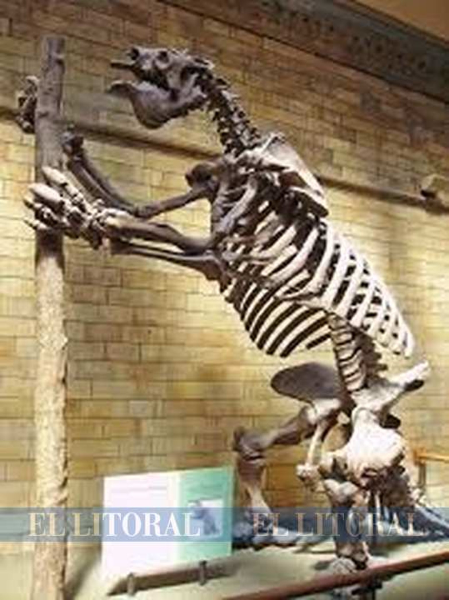 Como en la película La Era de Hielo, pero en Santa Fe: identifican a un perezoso que habitó la provincia hace 8500 años