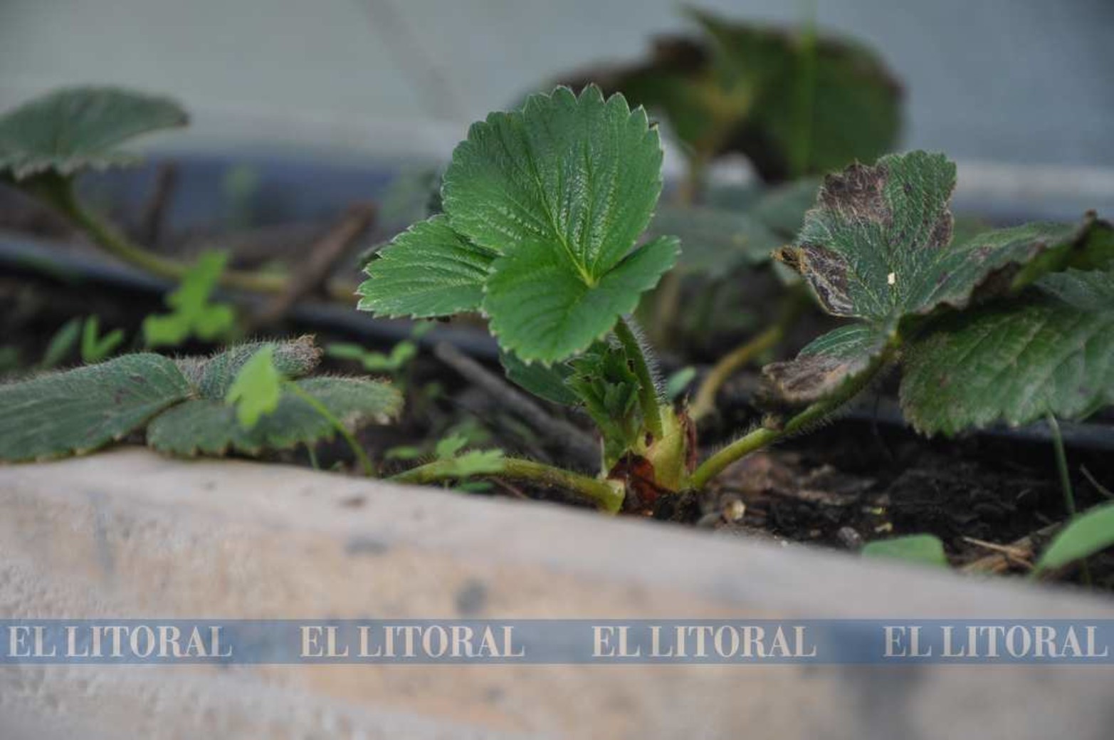 La frutilla. Una de las especies que se puede sembrar.