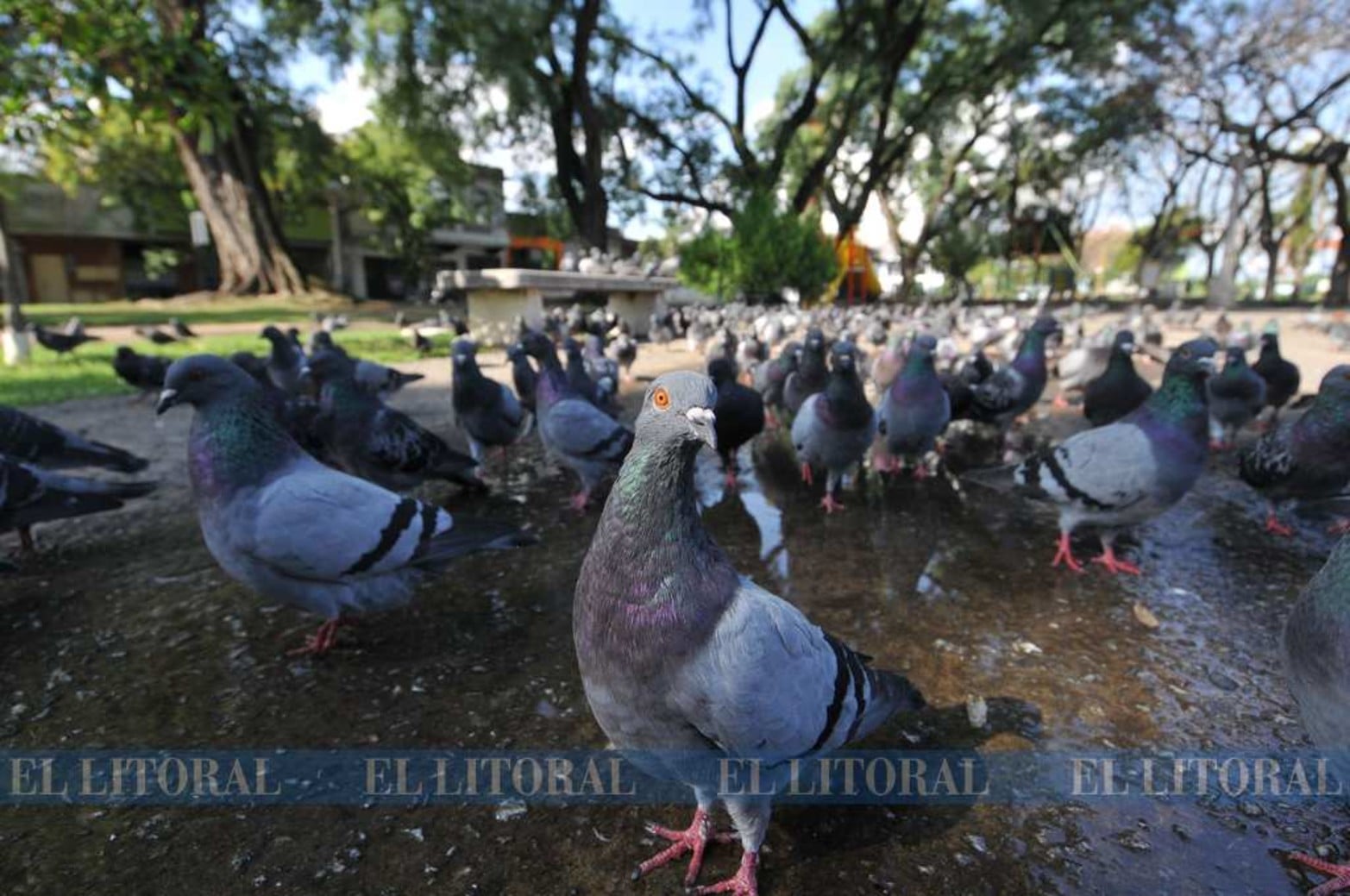 Las palomas con hambre. Los visitantes diarios que recibe el palomar ayudan para su alimentación. Las aves están desorientadas.