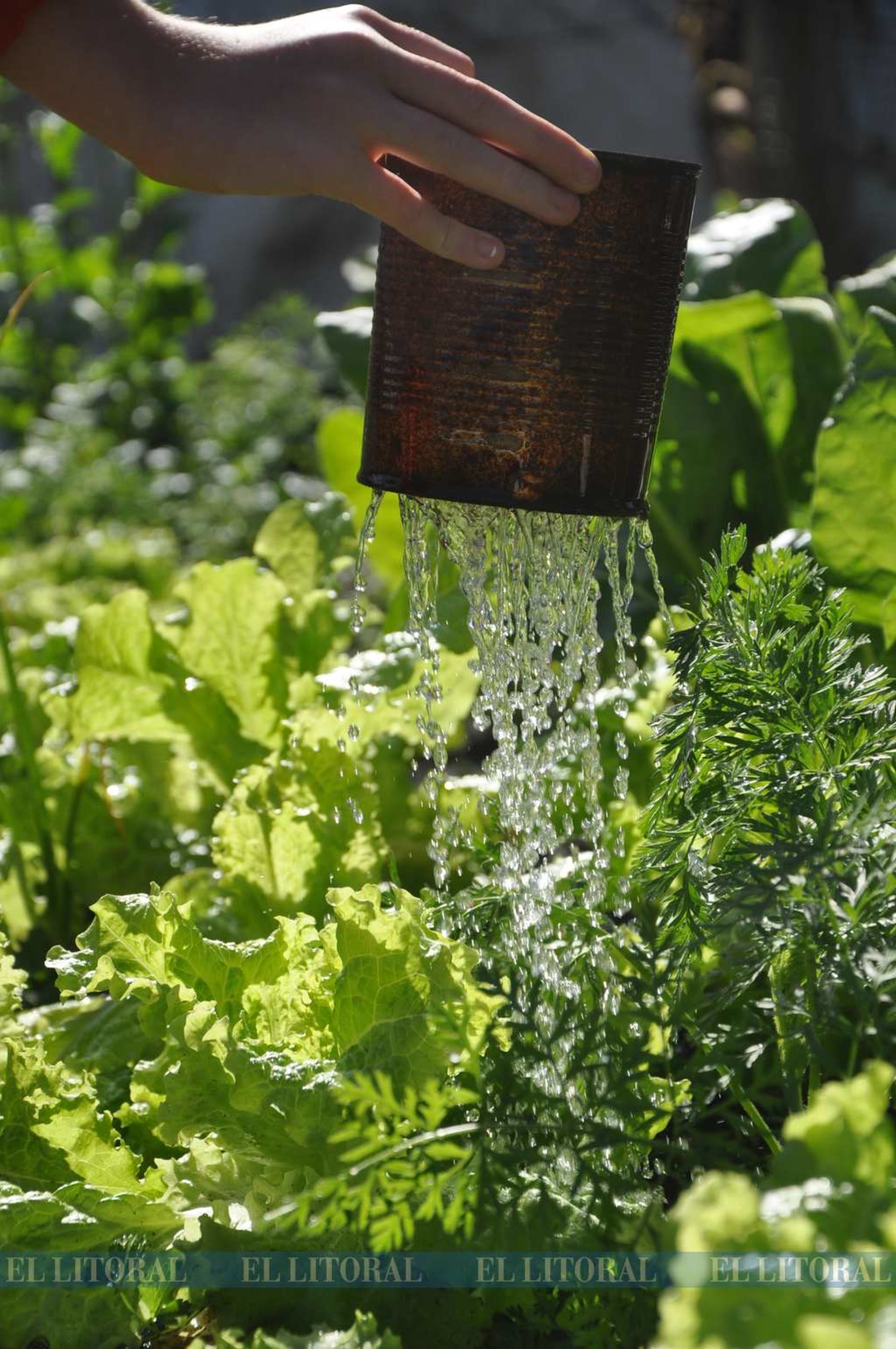 Regadera con tarro de durazno. Perforado en el fondo con varios agujeros sirve para regar en modo de lluvia.