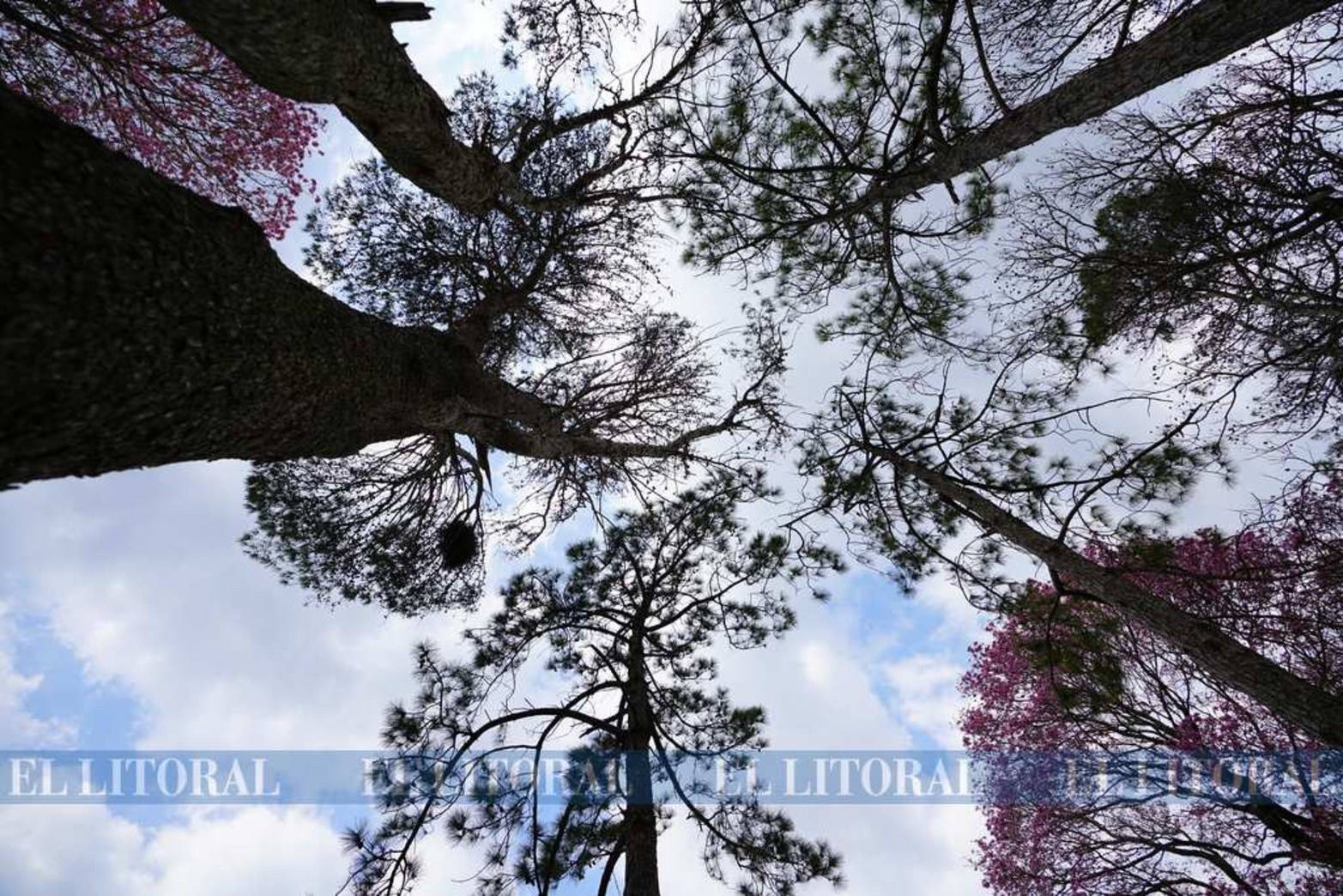 El contrapicado. Así luce los árboles en el Parque del Sur vista desde abajo.