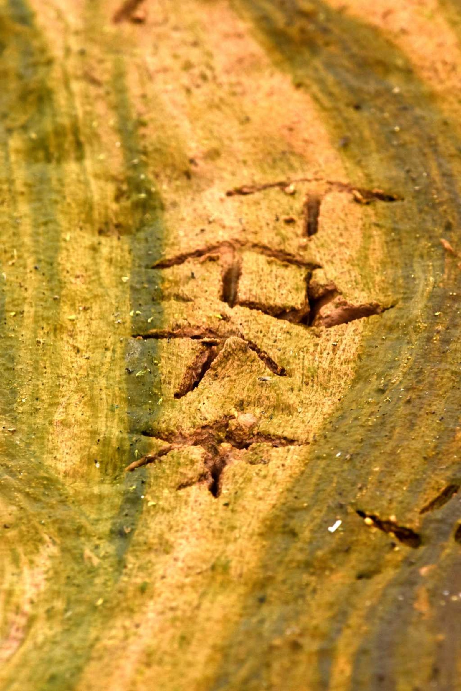 Las texturas con los sedimentos del río y el paso de las aves.