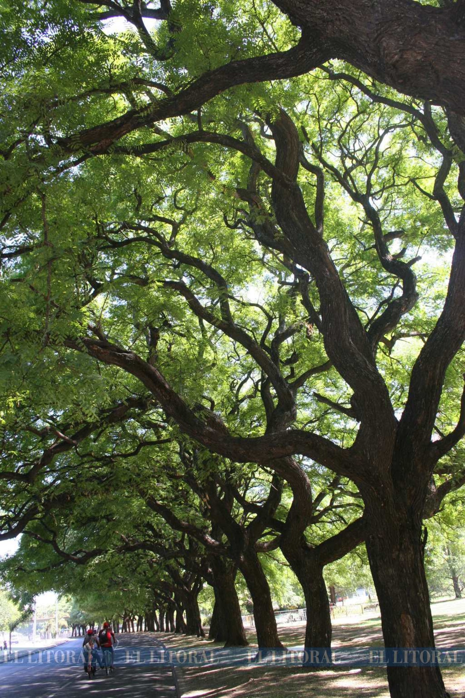 Las plantas de tipas en avenida costanera Almirante Brown casi Calcena.