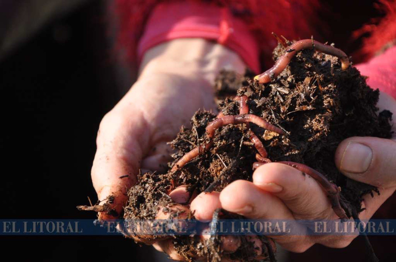 Compostaje. La división de los residuos domésticos: lo húmedo va a un sector donde las lombrices lo transforman en rica materia orgánica.