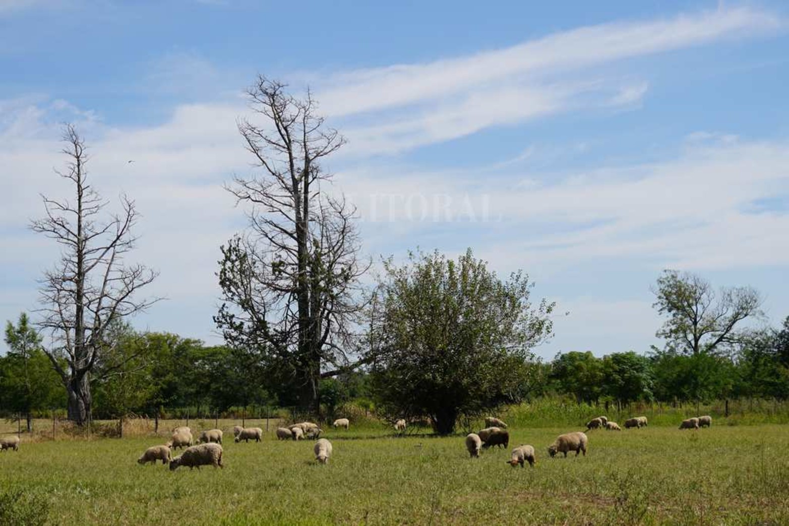 La Escuela Agrotécnica Nº 299 Carlos Sylvestre Begnis, lleva 55 años formando alumnos con especialidades en la producción rural. Hay 14 unidades didáctico-productivas. El predio es de 500 hectáreas.