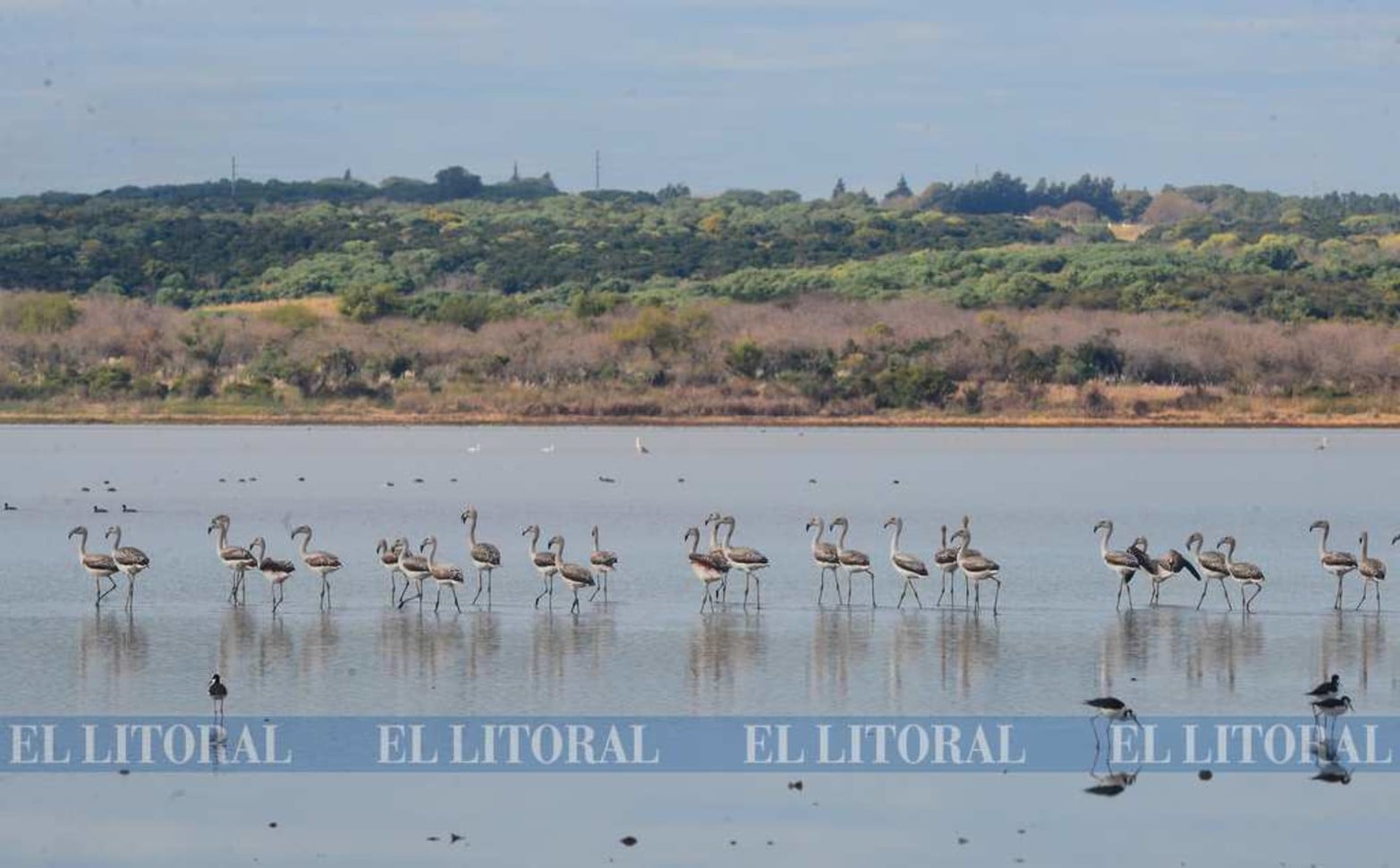 Imágenes nunca vistas. Una colonia de flamencos en Laguna Grande. La bajante histórica del río Paraná permite que se den este tipo de encuentro con la naturaleza.