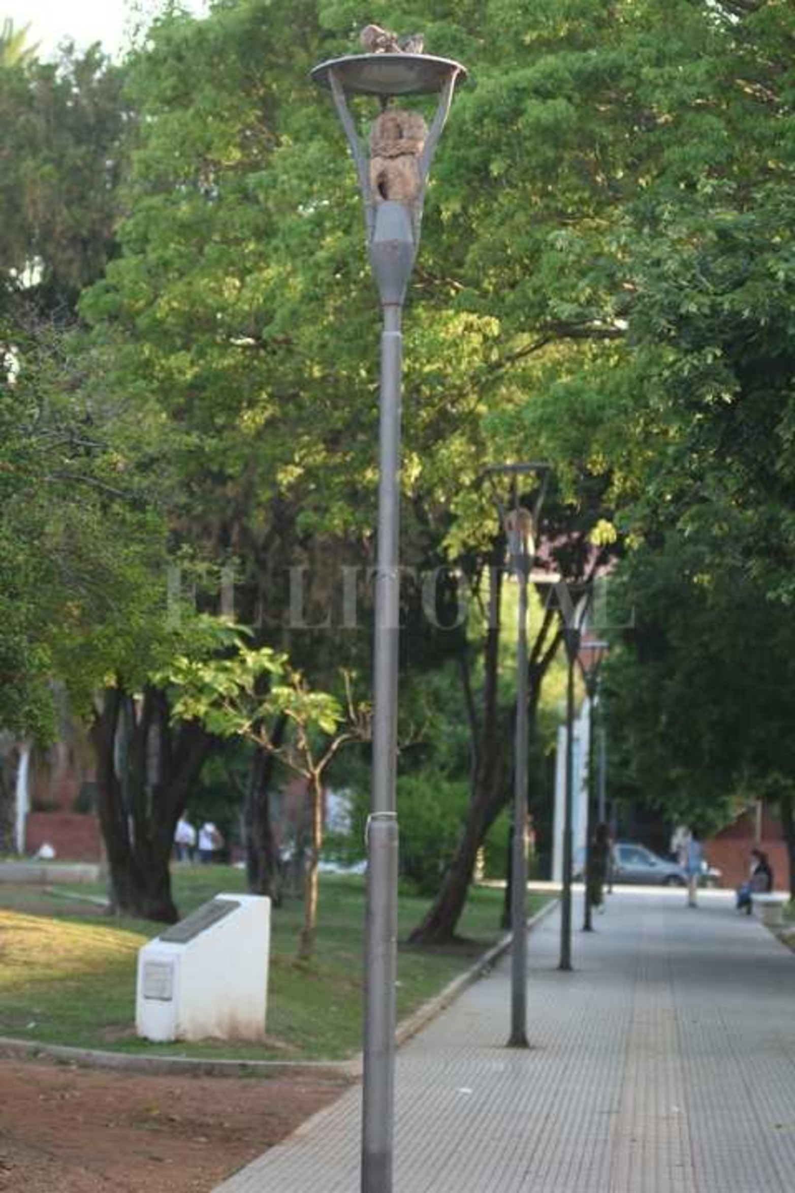 Los horneros se "enamoraron" de las farolas de la Plaza San Martín.