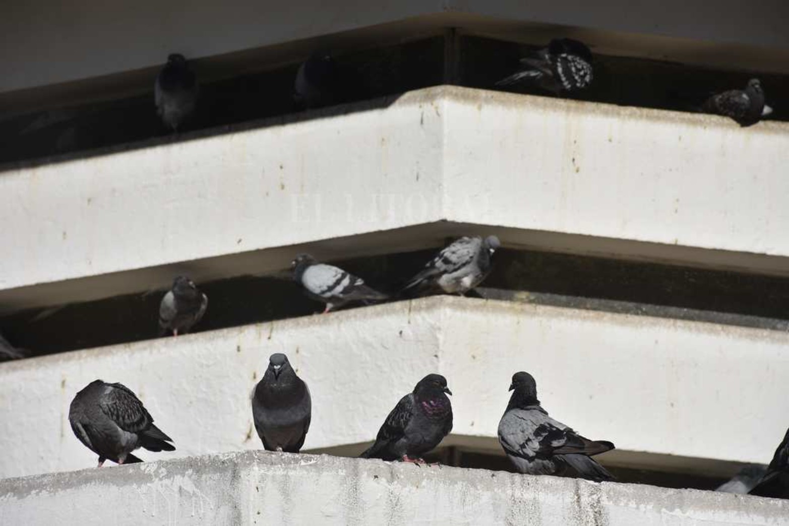 El secretario de Ambiente de la Municipalidad, Edgardo Seguro, contó que van a tapar nidos para que dejen de producir palomas o busquen otros lugares para hacerlo.